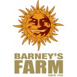 Barney's Farm Pineapple Chunk semena neobsahují THC 10 ks – Zboží Dáma