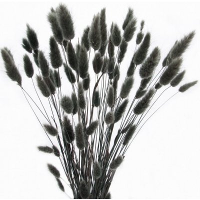 Sušený lagurus (králičí ocásek) černý – Zboží Mobilmania