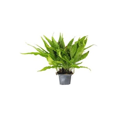 Microsorum pteropus XXL – Zboží Mobilmania