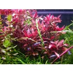 Alternanthera reineckii Purple – Zboží Dáma