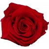 Květina Dárková stabilizovaná růže - červená
