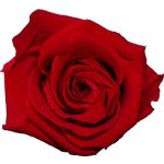 Dárková stabilizovaná růže - červená – Hledejceny.cz