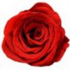 Rose Belle Velká kytice v boxu Barva květu: červená