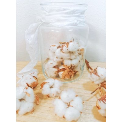 Sušený květ bavlníku – Zboží Dáma