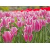 Tapety WEBLUX Fototapeta plátno - 22107035 tulipán flowerbed bortit se rozměry 330 x 244 cm