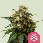 Royal Queen Seeds Ice semena neobsahují THC 5 ks – Sleviste.cz