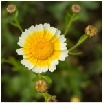 Chryzantéma jedlá - Chrysanthemum coronarium - semena chryzantémy - 400 ks – Zbozi.Blesk.cz