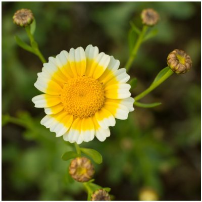 Chryzantéma jedlá - Chrysanthemum coronarium - semena chryzantémy - 400 ks