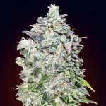 00 Seeds Bank AUTO 00 Kush semena neobsahují THC 5 ks – Sleviste.cz