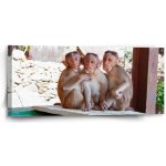 Sablio Obraz Opičky - 110x50 cm – Hledejceny.cz