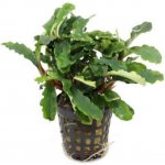 Bucephalandra theia green – Zbozi.Blesk.cz
