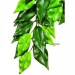 HAGEN Rostlina Ficus střední 55 cm – Zboží Mobilmania
