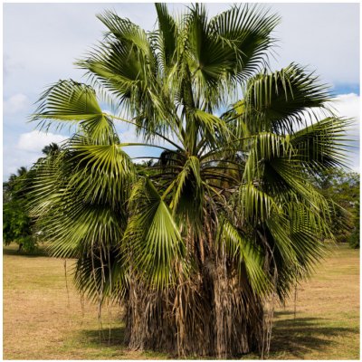 Palma - Washingtonia robusta - prodej semen - 3 ks – Zboží Mobilmania