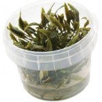 Cryptocoryne wendtii Kompakt – Sleviste.cz