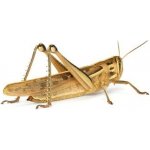 Saranče stěhovavé locusta migratoria 10 ks – Zboží Dáma
