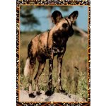 Aria-cards Pohlednice Hyena – Zbozi.Blesk.cz