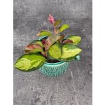 Hoya Australis Trikolor 9 cm – Zboží Mobilmania