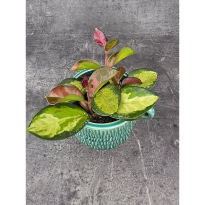 Hoya Australis Trikolor 9 cm – Zboží Mobilmania