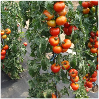 Rajče Start S F1 - Solanum lycopersicum - semena rajčete - 10 ks