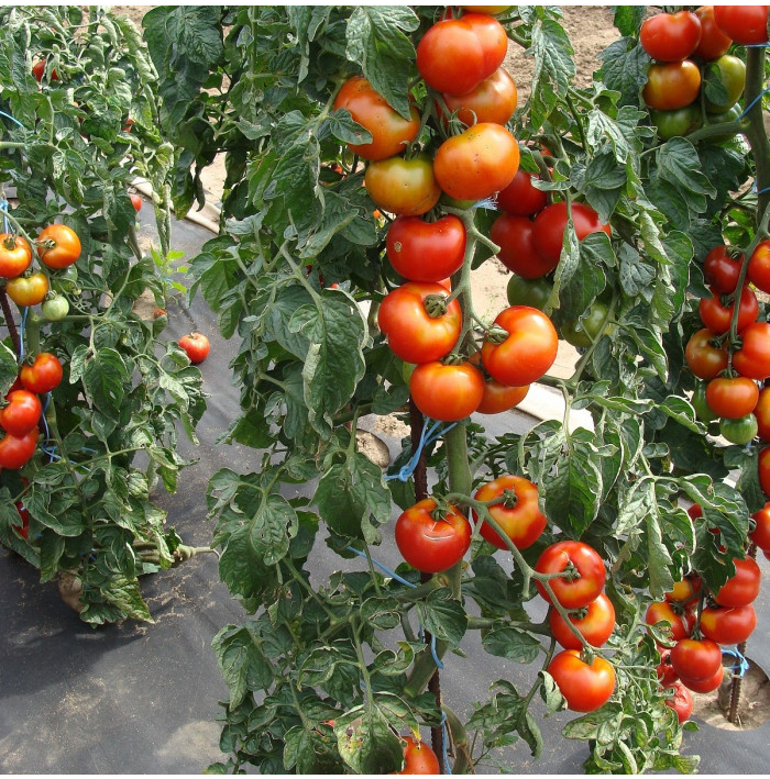 Rajče Start S F1 - Solanum lycopersicum - semena rajčete - 10 ks