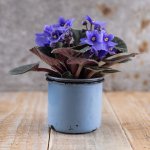 Sainpaulia - Africká fialka MIX, průměr květináče 12cm – Zboží Dáma