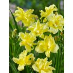 Denivka 'Double River Wye' 1 ks – Sleviste.cz