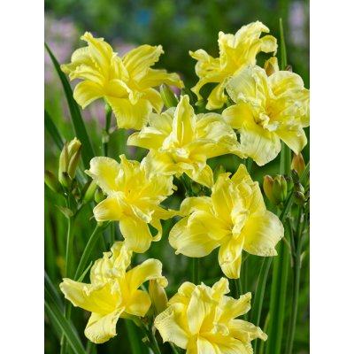 Denivka 'Double River Wye' 1 ks – Sleviste.cz