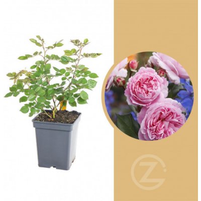 Růže mnohokvětá Kordes Parfuma, Rosa Rosengräfin Marie Hen, růžová, velikost kontejneru 5 l – Hledejceny.cz