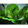 Akvarijní rostlina I--Z Echinodorus ocelot green - Šípatkovec ocelot green