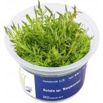 Rotala Boshi - Nanjenshan – Zboží Mobilmania