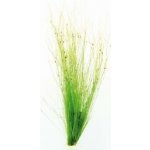 Eleocharis vivipara - Bahnička živorodá – Zboží Dáma