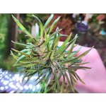 Pogostemon stellatus Strong – Sleviste.cz