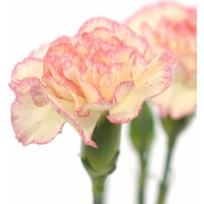 Karafiát TR FANCY AMELIE 65 cm / 4+ – Zboží Dáma