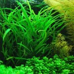 Hygrophila angustifolia - Mokřanka úzkolistá – Zbozi.Blesk.cz