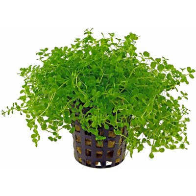 Micranthemum tweediei – Sleviste.cz