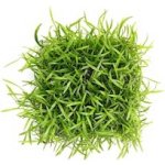 Lilaeopsis brasiliensis 9 x 9 cm – Hledejceny.cz