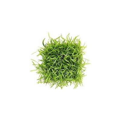 Lilaeopsis brasiliensis 9 x 9 cm – Hledejceny.cz