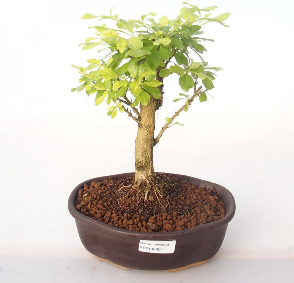 Pokojov bonsai - Duranta erecta Aurea PB2192004 | Srovnanicen.cz