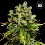 Bulk Seed Bank AUTO Mimosa Famosa semena neobsahují THC 500 ks – Hledejceny.cz