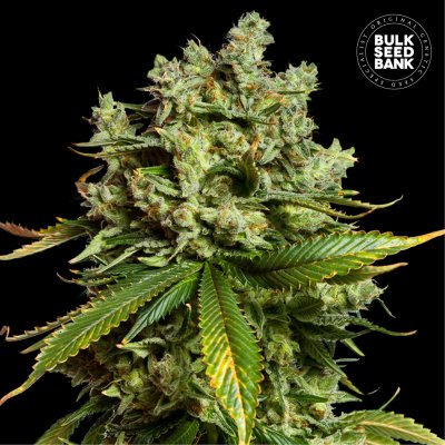 Bulk Seed Bank AUTO Mimosa Famosa semena neobsahují THC 500 ks – Hledejceny.cz