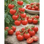 SEMO Rajče tyčkové Bejbino F1 35 s – Zboží Dáma