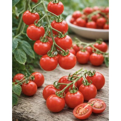 SEMO Rajče tyčkové Bejbino F1 35 s – Zboží Dáma