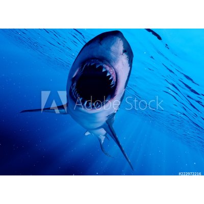 WEBLUX 222972216 Samolepka fólie 3d rendered illustration of a great white shark 3D tavené ilustrace velkého bílého žraloka rozměry 200 x 144 cm – Zbozi.Blesk.cz