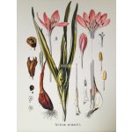 Ocún Hawk QD Combi PAD 16 – Zboží Dáma