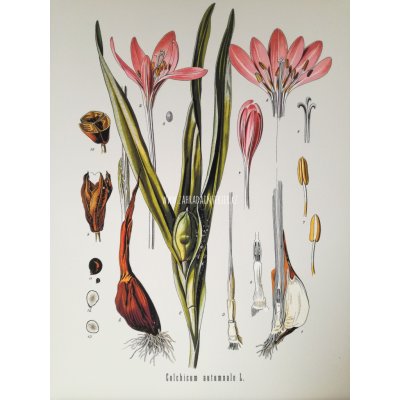 Ocún Hawk QD Combi PAD 16 – Zboží Dáma