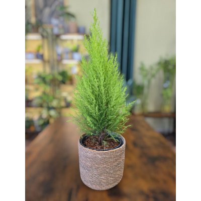 Cypřiš Gold Wilma – Sleviste.cz