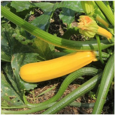 BIO cuketa Gold Rush - Cucurbita pepo - bio semena cukety - 7 ks – Hledejceny.cz