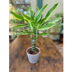 Dracaena Fragrans Golden Coast – Zboží Mobilmania