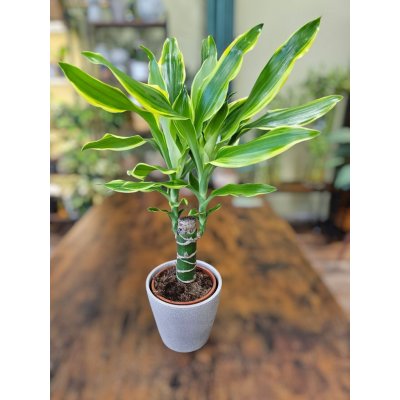 Dracaena Fragrans Golden Coast – Zboží Mobilmania