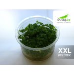 Hydrocotyle sp. Japan – Zbozi.Blesk.cz